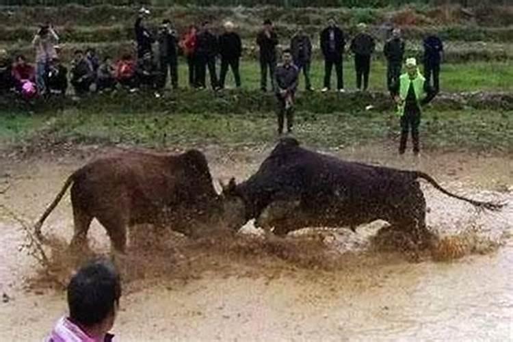 梦见被牛追什么意思 梦见被牛追有什么预兆