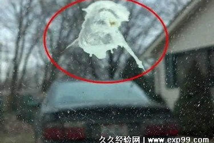 鸟屎掉头上有什么预兆是福是祸枭