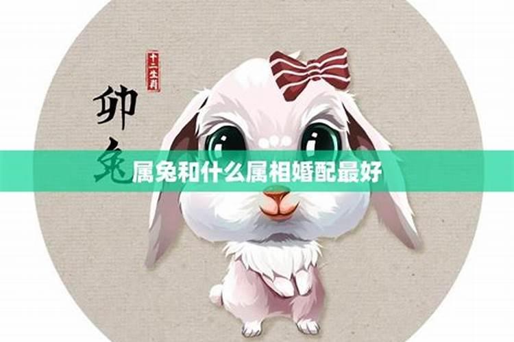 1999年兔女配什么婚姻好,99年兔和什么生肖最配