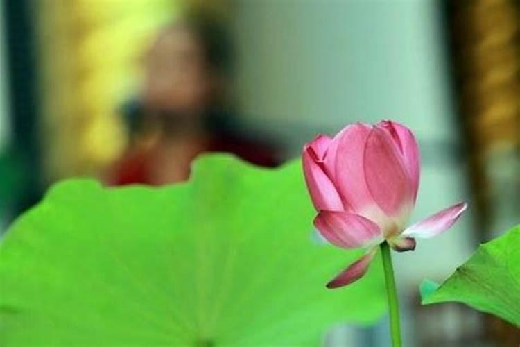 如何了解甲、乙木？甲、乙木日主的特性及象义