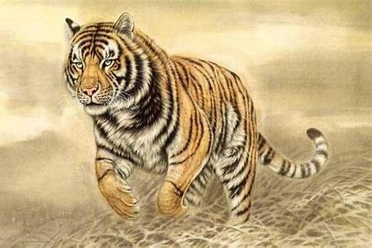 梦见猫产子后死了的预兆