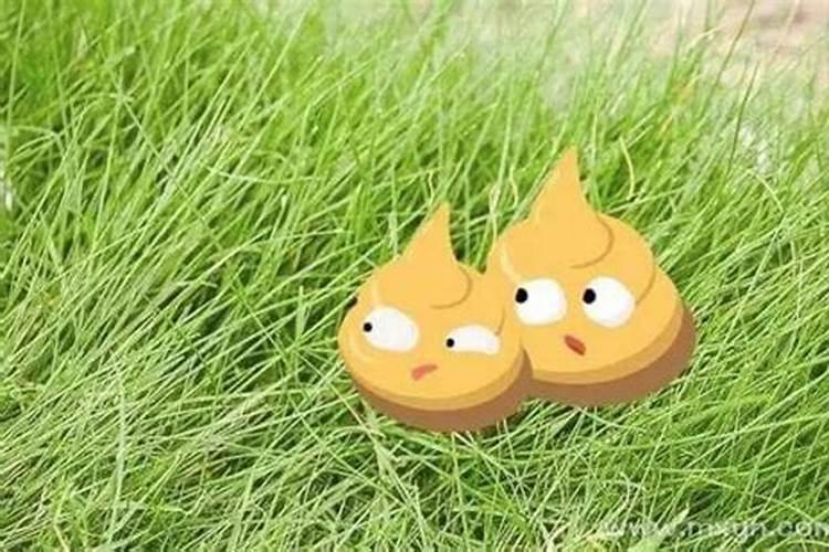 梦见马粪是什么意思 预兆