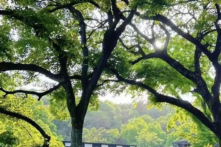 农历十月二十八是哪位神仙的生日