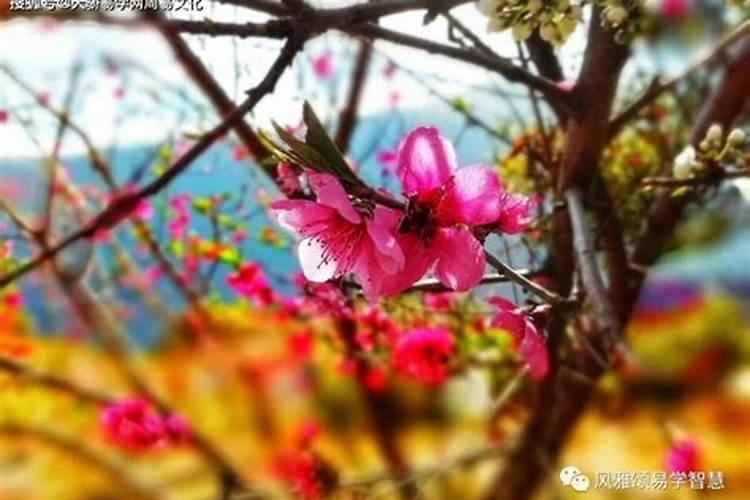 红艳桃花是什么意思