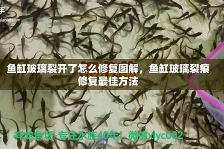 家里鱼缸破了是什么征兆？