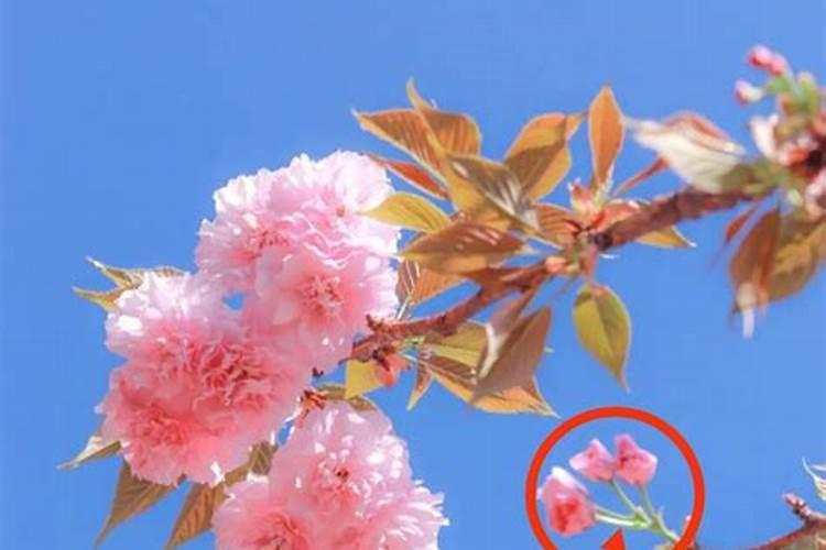 桃花位的位置怎样确定