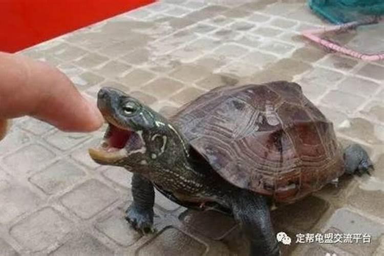 梦见被乌龟咬了一口的预兆