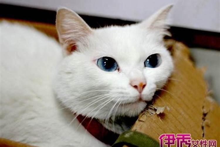 周公解梦梦见猫发狂咬人的寓意是什么