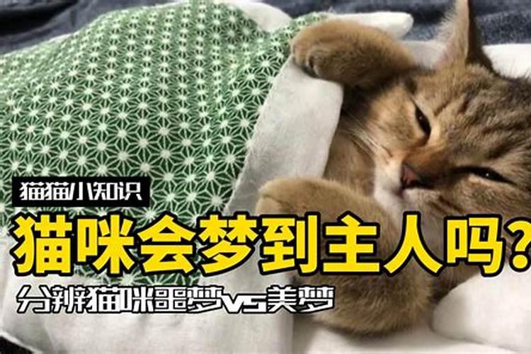 梦见猫咬人是什么意思