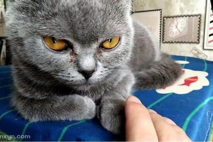 梦见野猫攻击我是什么意思？
