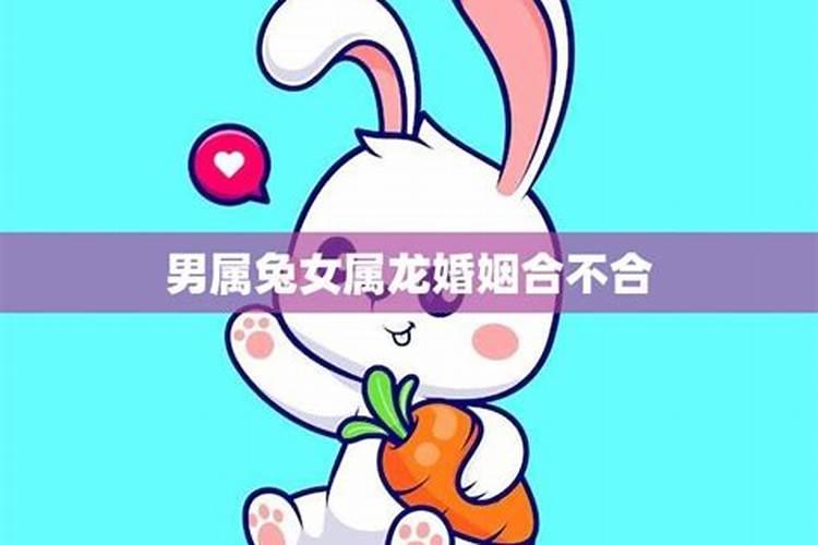 男属兔和女属龙是否合婚？