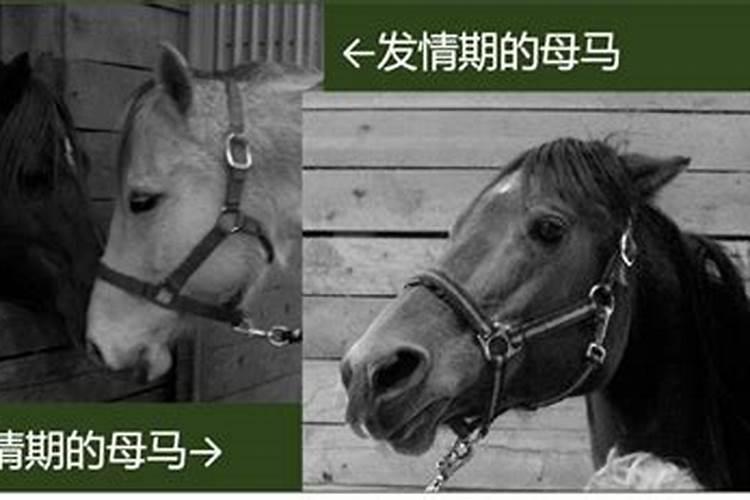 梦见马的生殖器是什么意思？