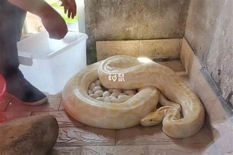 怀孕女人梦见蛇预兆怀孕女人梦见蛇好不好