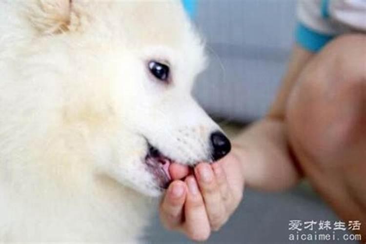 免费的八字算命软件