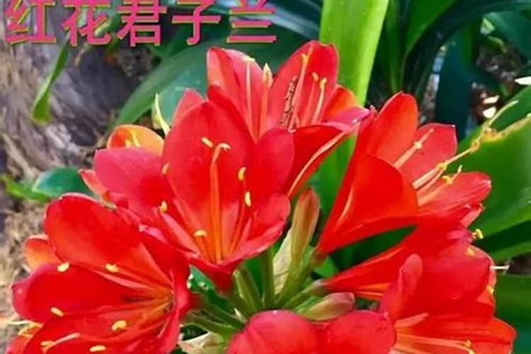 梦见牲口是什么意思？