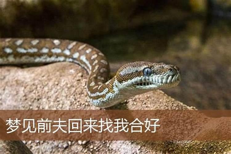 梦到前夫找我复合代表什么