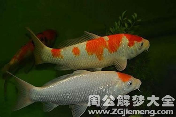 梦见捞鱼是什么意思周公解梦