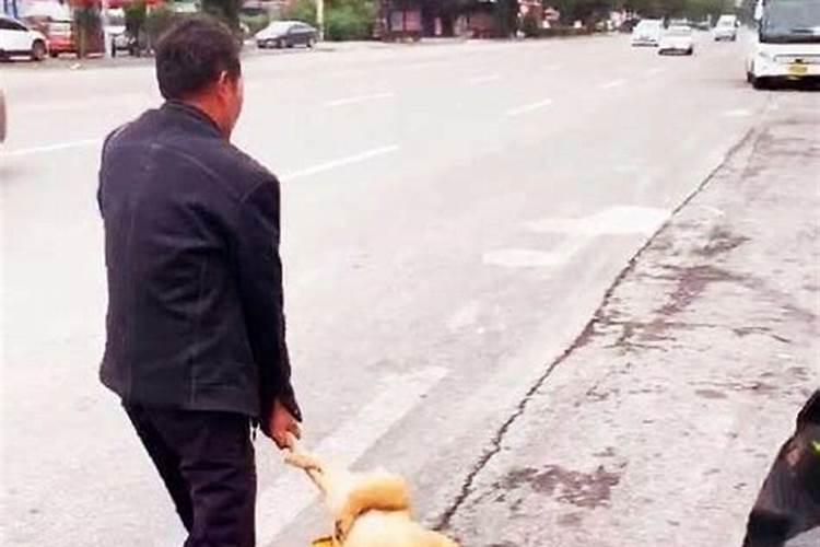 属猪2025年犯太岁怎么化解