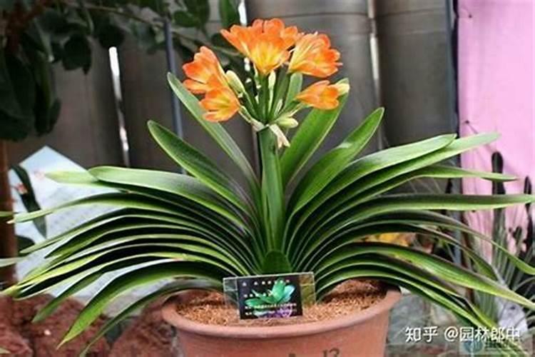 属相养什么花最旺你