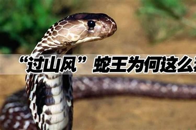 晚上看见蛇预示着什么晚上看见蛇的预兆