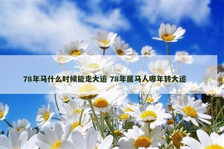2025年的马全年运势如何