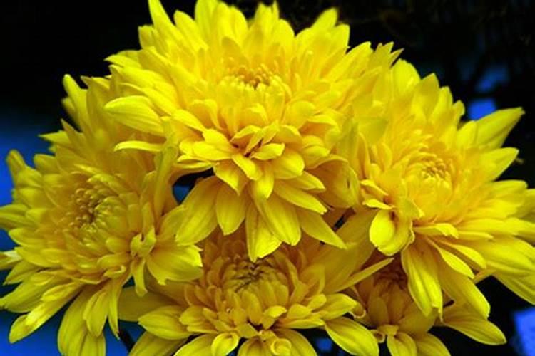 代表重阳节的花是什么花 哪些花代表重阳节