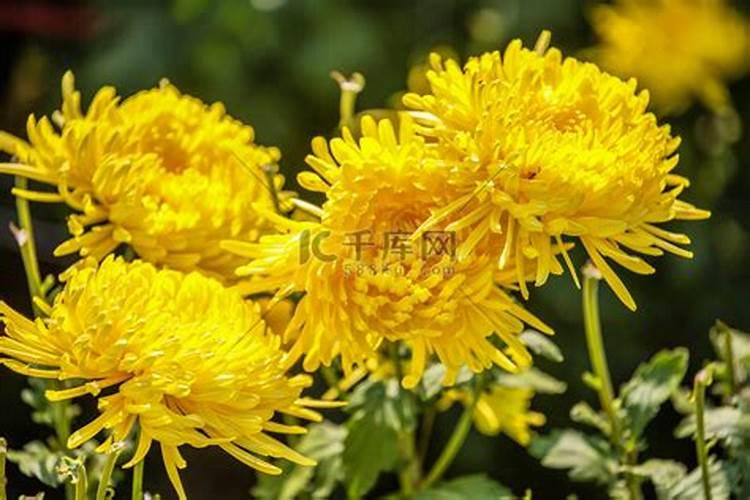 重阳节有什么花？