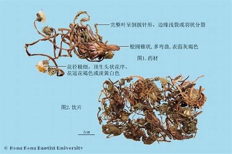太岁的功效是哪些