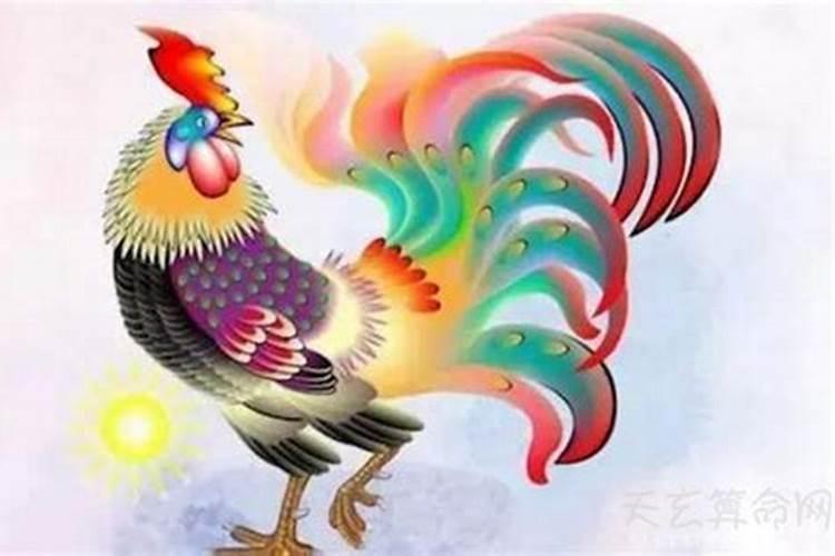 属鸡的后半生命运很惨吗