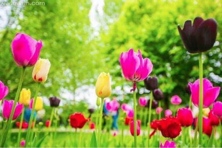 做梦梦到花是什么意思