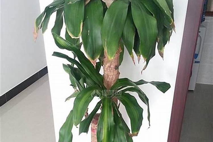 家里养什么植物可以旺财？