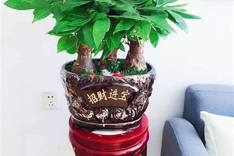 店铺招财绿植有哪些,店门口内可以摆些什么植物招财