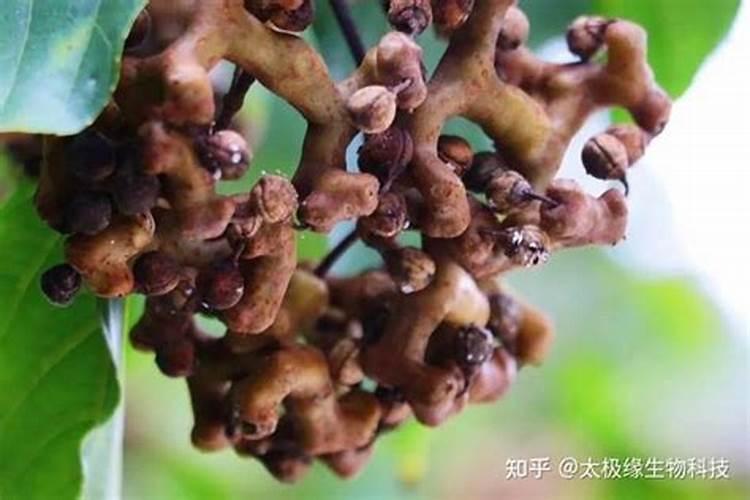 梦见自己老公撞车的预兆