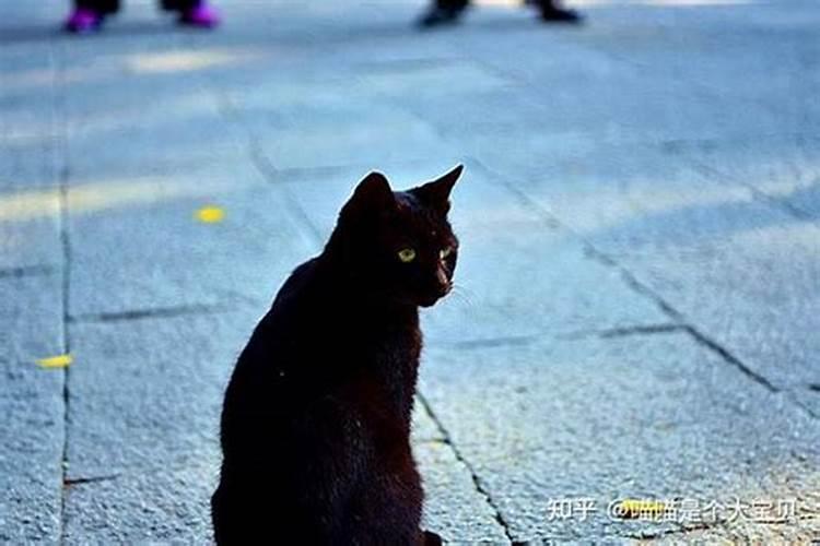 见到黑猫代表什么预兆
