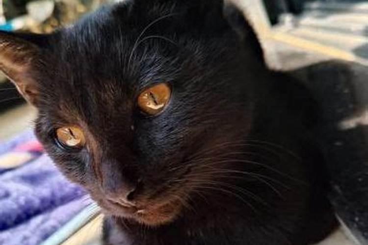 黑猫进屋十大预兆