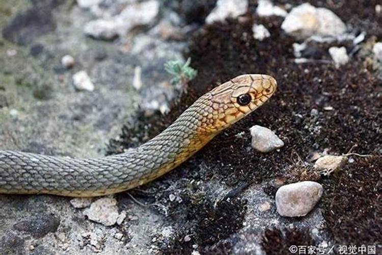 属牛2025年运程分析