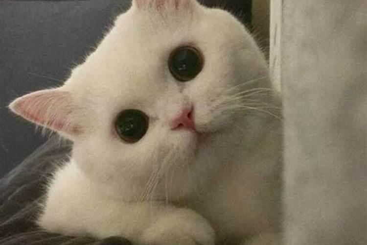 孕妇梦见大河寓意