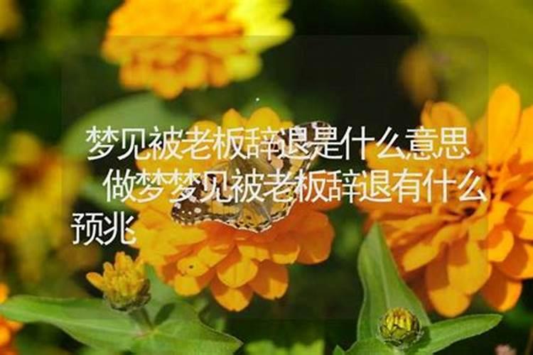 梦见领导辞退自己的预兆