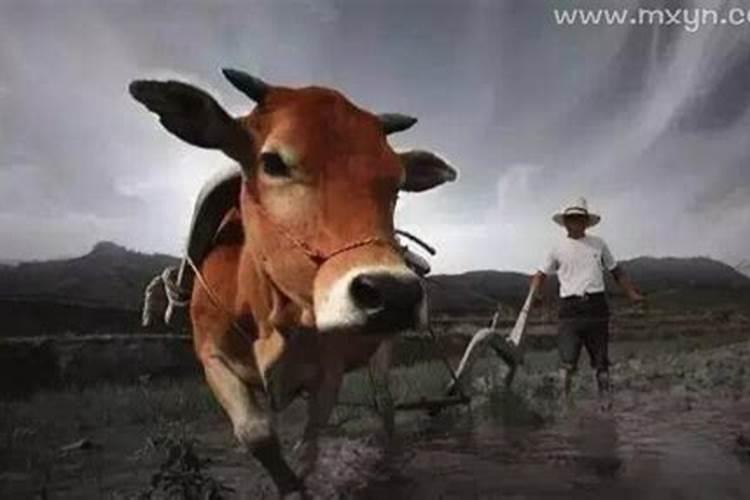 属猴人在2025年犯太岁时的具体化解方法