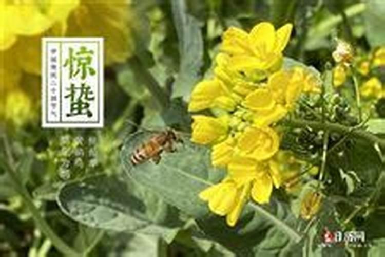 梦见被老虎追赶拼命逃跑是什么征兆