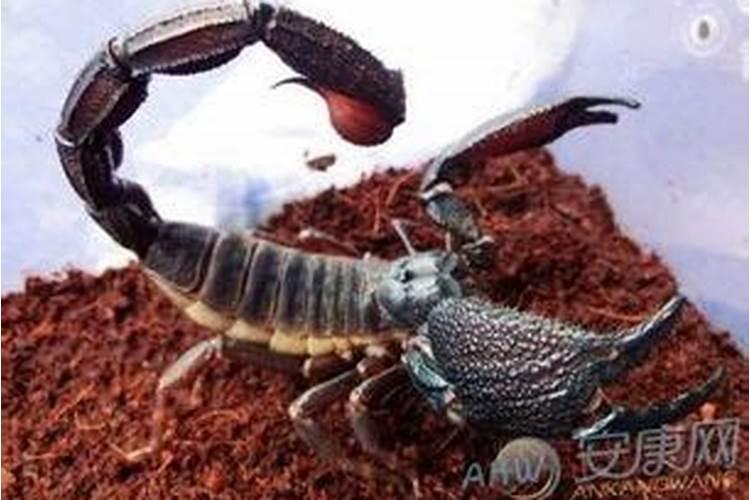 做梦梦到怀孕了是什么意思周公解梦