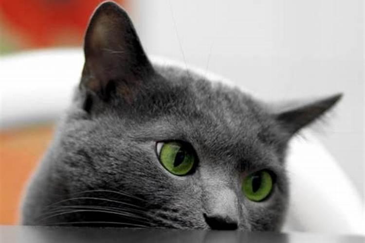 梦见猫缠着自己赶不走是怎么回事？