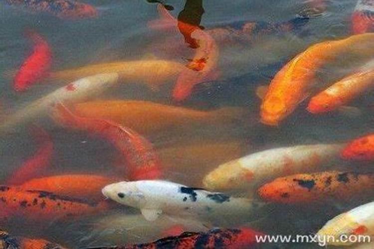 梦见买鱼是什么意思周公解梦