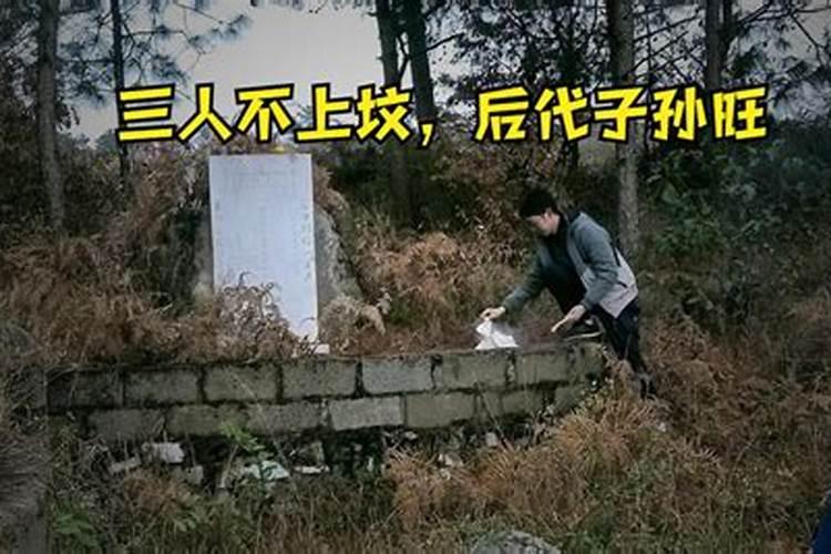 野生太岁的图片和它的作用