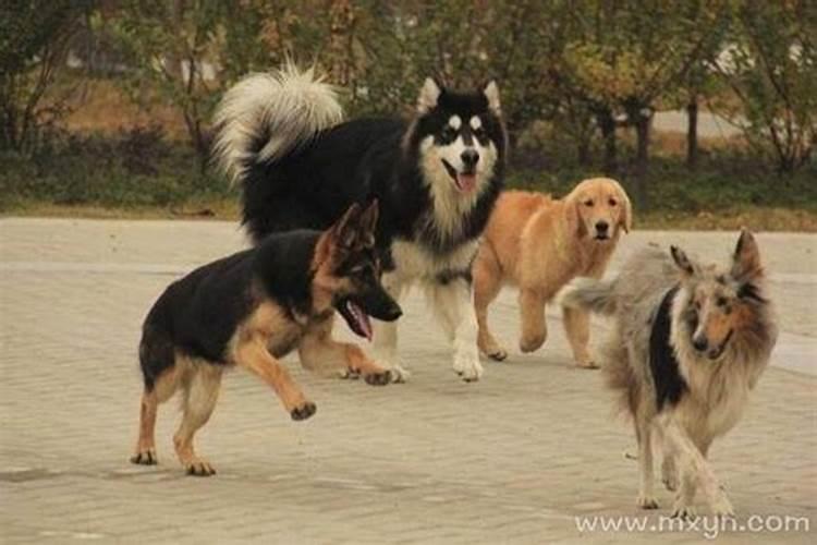 梦见了一位同学来我家的预兆