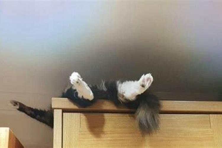 猪和牛的属相合不合 在一起好吗