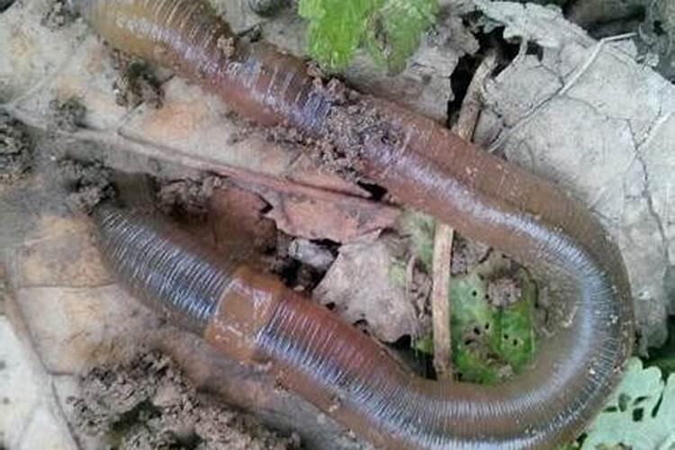 梦见和男朋友分手什么征兆 梦见和男朋友分手什么征兆解梦