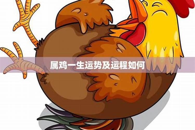 81年农历八月属鸡命运如何 八月出生属鸡人一生荣华富贵？
