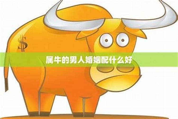 为什么老人说牛鼠婚配穷一辈,牛和鼠相配婚姻如何