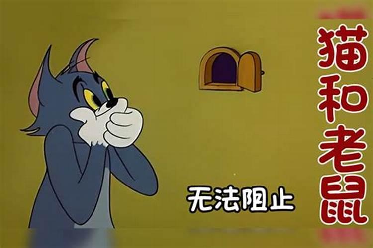 梦到老鼠和猫是什么兆头